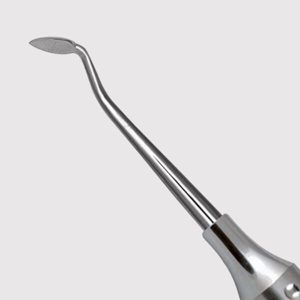 Cleoid Discoid Carver 3