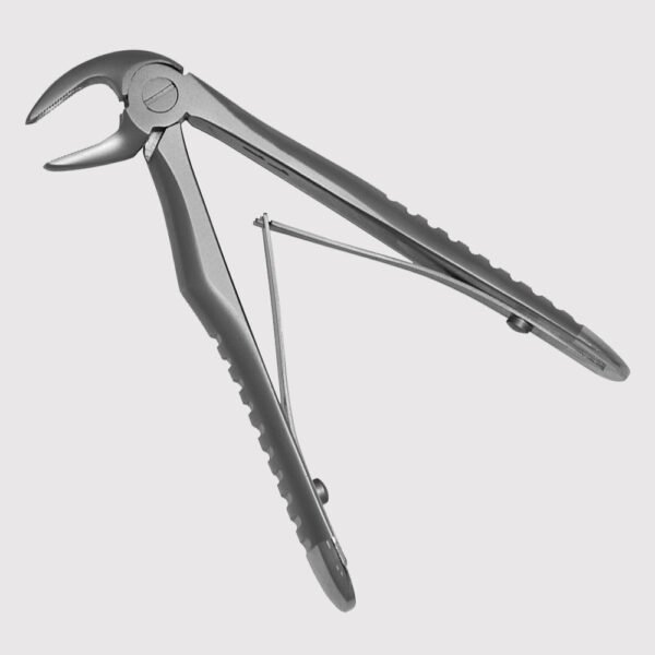 Lower Incisors And Canines